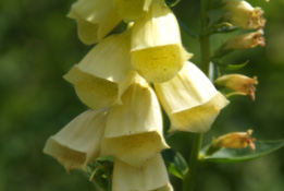 Digitalis grandifloraGroot vingerhoedskruid bestellen